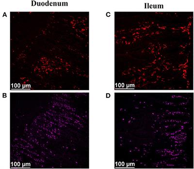 Dietary Protein Source and Litter Condition Alter Broiler Chicken Intestinal Macrophage and Mitotically Active Cell Populations